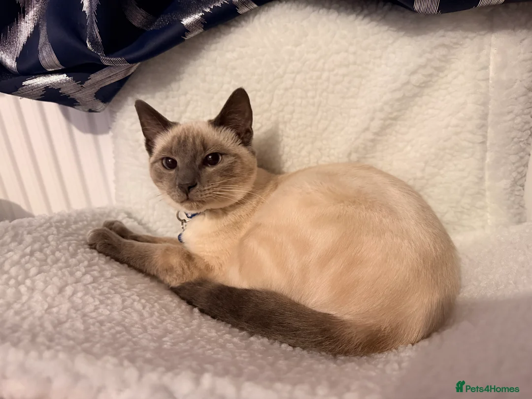 Ragdoll cats for sale: 6 month Ragdoll Cross - Advert 2