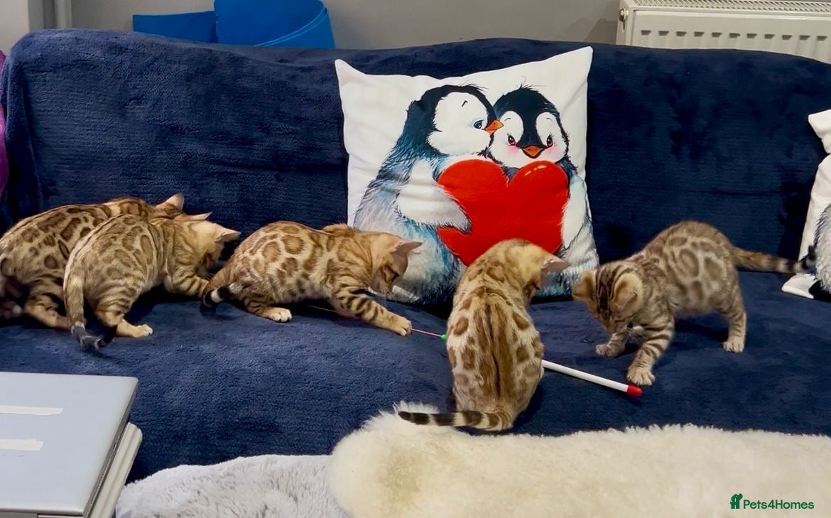 Bengal cats Stunning TICA 5 Generation Pedigree Kittens - Advert 6