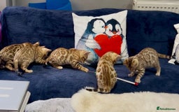 Bengal cats for sale: Beautiful 5 Generation Pedigree Kittens in London  - Image 1