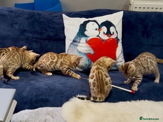 Bengal cats Stunning TICA 5 Generation Pedigree Kittens - Advert 10