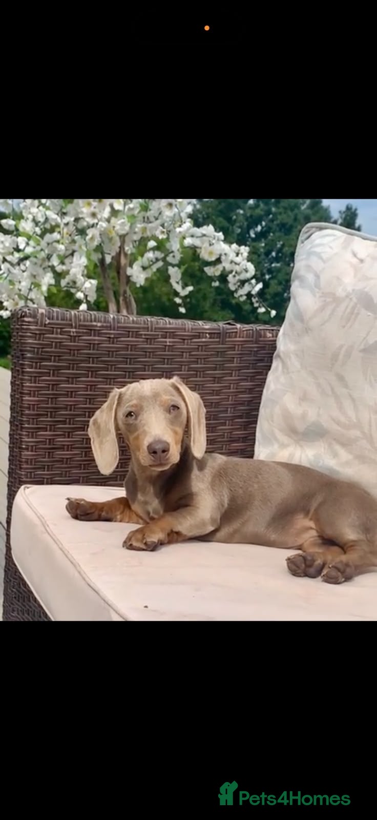 Miniature Dachshund dogs for sale: Beautiful miniature dachshund  - Advert 1