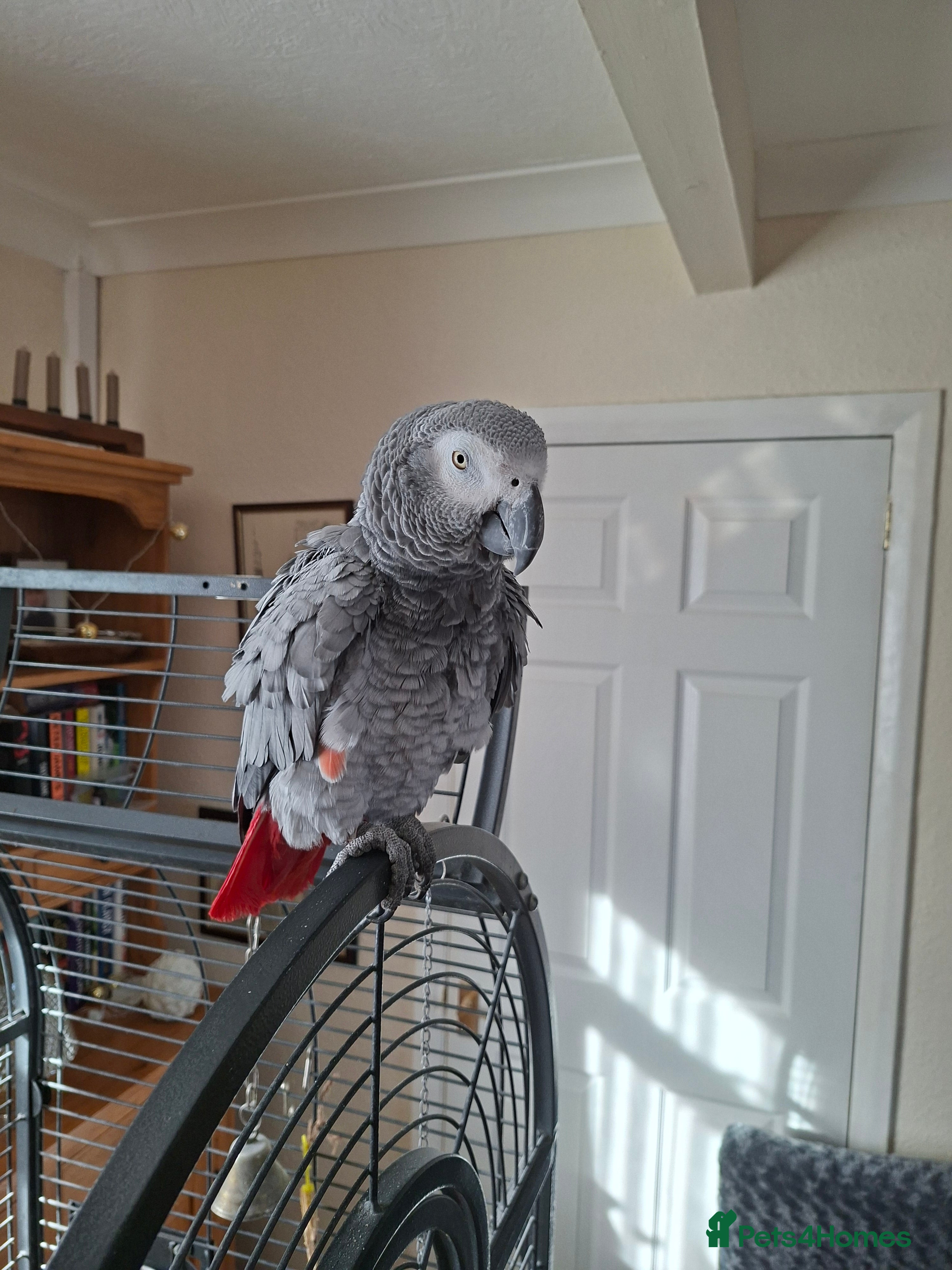 Parrots birds Frankie african grey parrot  - Advert 2