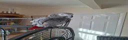 Parrots birds for sale: Frankie african grey parrot  - Advert 1