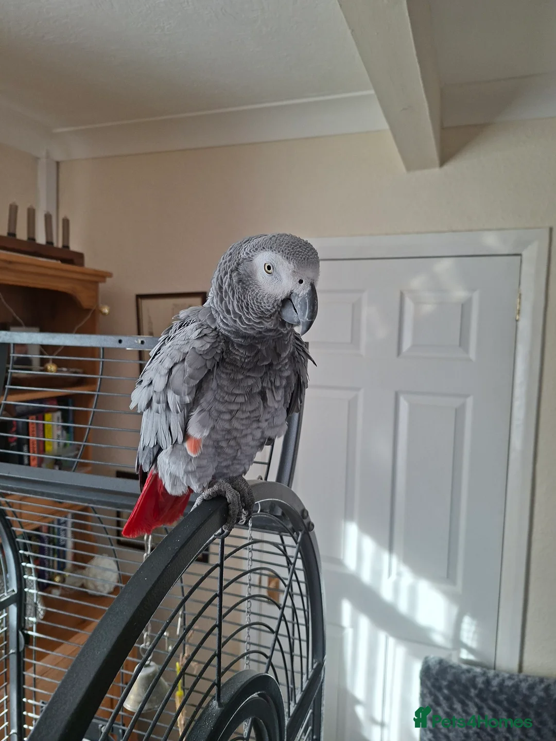 Parrots birds for sale: Frankie african grey parrot  - Advert 1