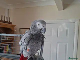 Parrots birds Frankie african grey parrot - Advert 1