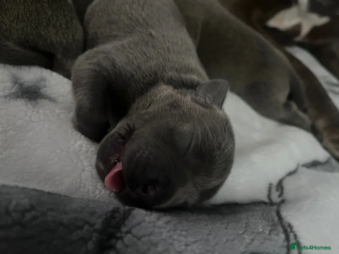 Staffordshire Bull Terrier dogs for sale: 3 stunning male blue staffies puppies  - Advert 2