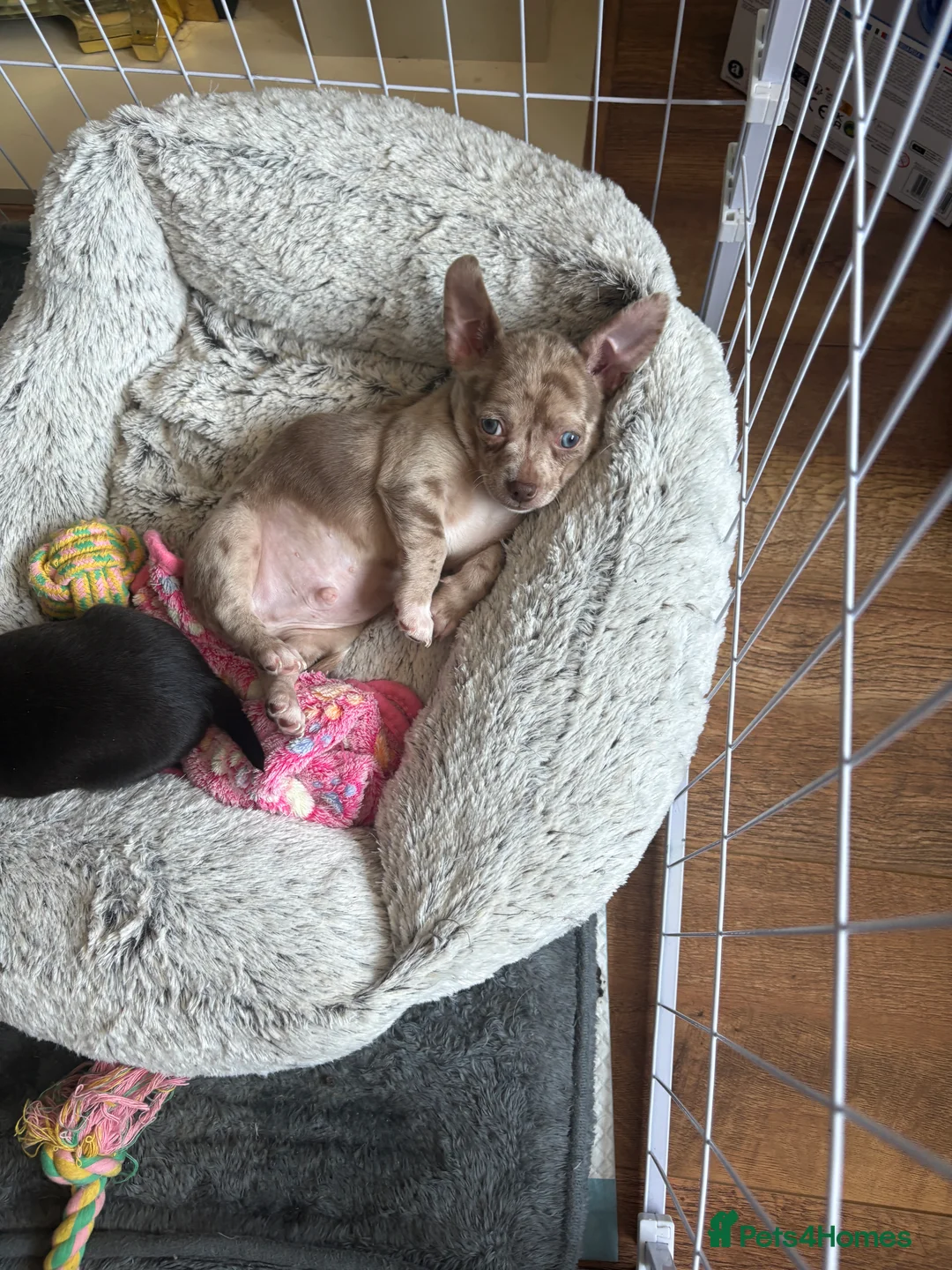 Chihuahua dogs for sale: 🐾 Stunning Chihuahua Puppies Available 🐾 - Advert 2