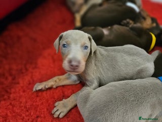 Dobermann dogs International Champ Bloodline Pups Ready 25thDEC - Advert 9