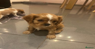 Cavalier King Charles Spaniel dogs ONE KC REG CAVALIER KING CHARLES BOY  AVAILABLE  - Advert 9