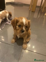 Cavalier King Charles Spaniel dogs ONE KC REG CAVALIER KING CHARLES BOY AVAILABLE - Advert 6