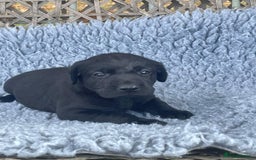 Labrador Retriever dogs for sale: Labrador Pups for sale in Fittleworth - Image 4