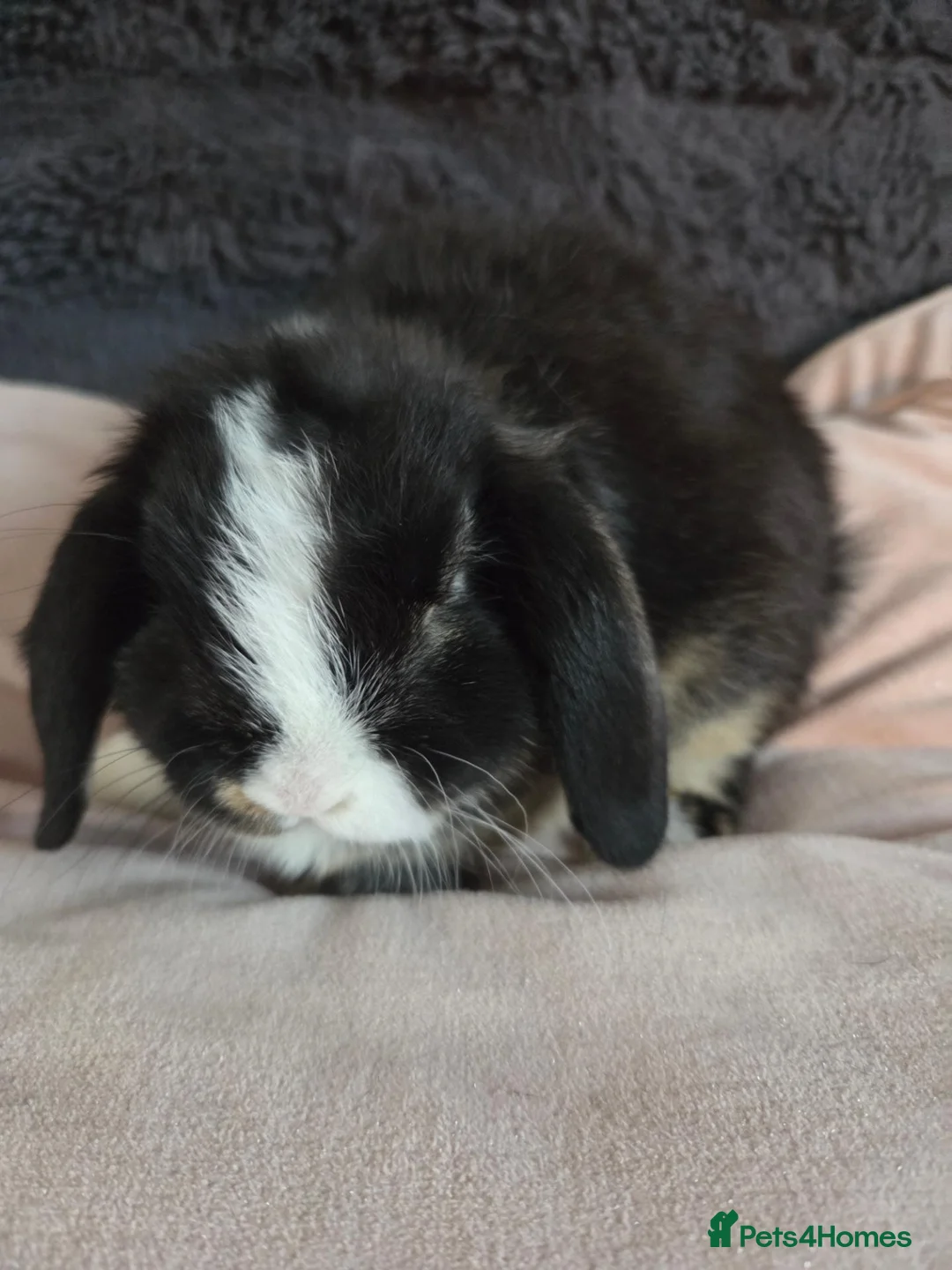 Mini Lop rabbits for sale: Mini lops for sale - Advert 7