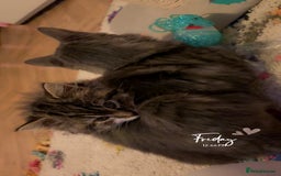 Mixed Breed cats for sale: One kitten - Advert 2