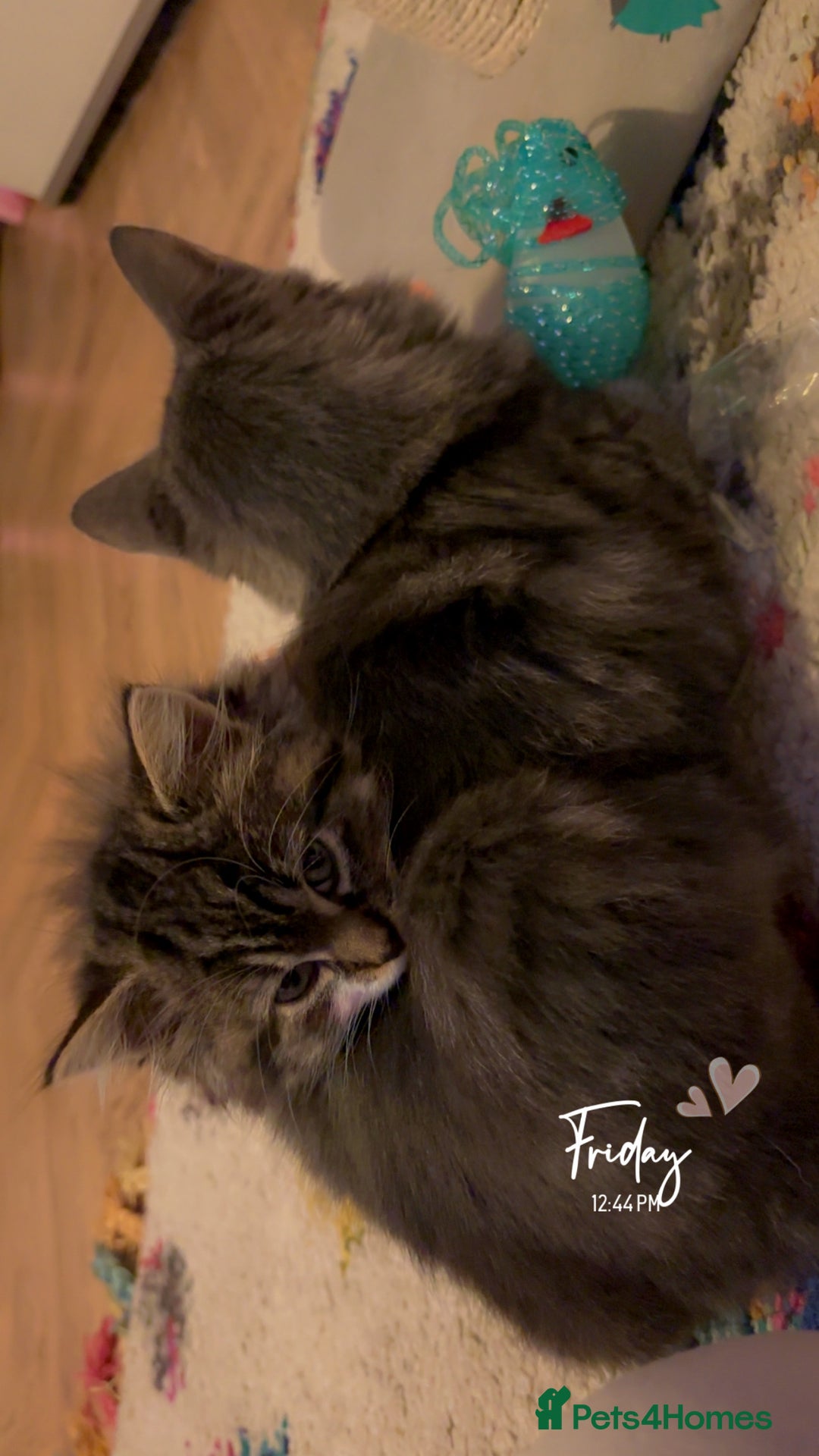 Mixed Breed cats for sale: One kitten - Advert 2