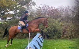 Irish Sports horses for sale: Stunning 16h2 13 year old ISH gelding  - Advert 3