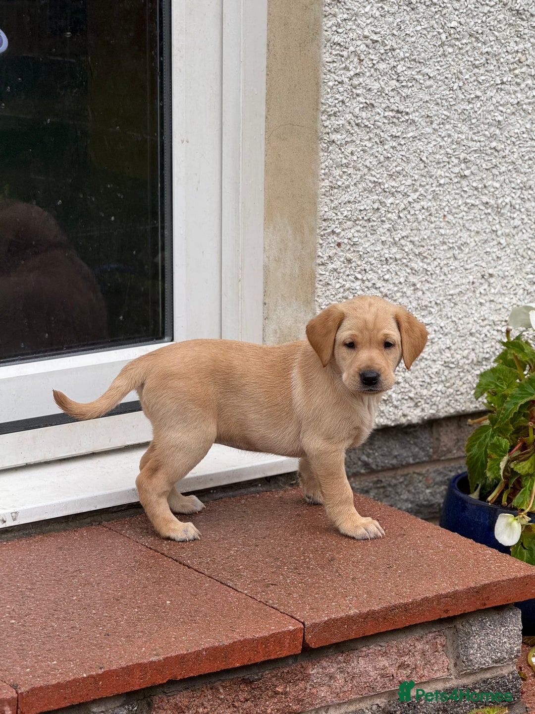 Labrador Retriever dogs for sale: KC registered fox red lab pups - Advert 6