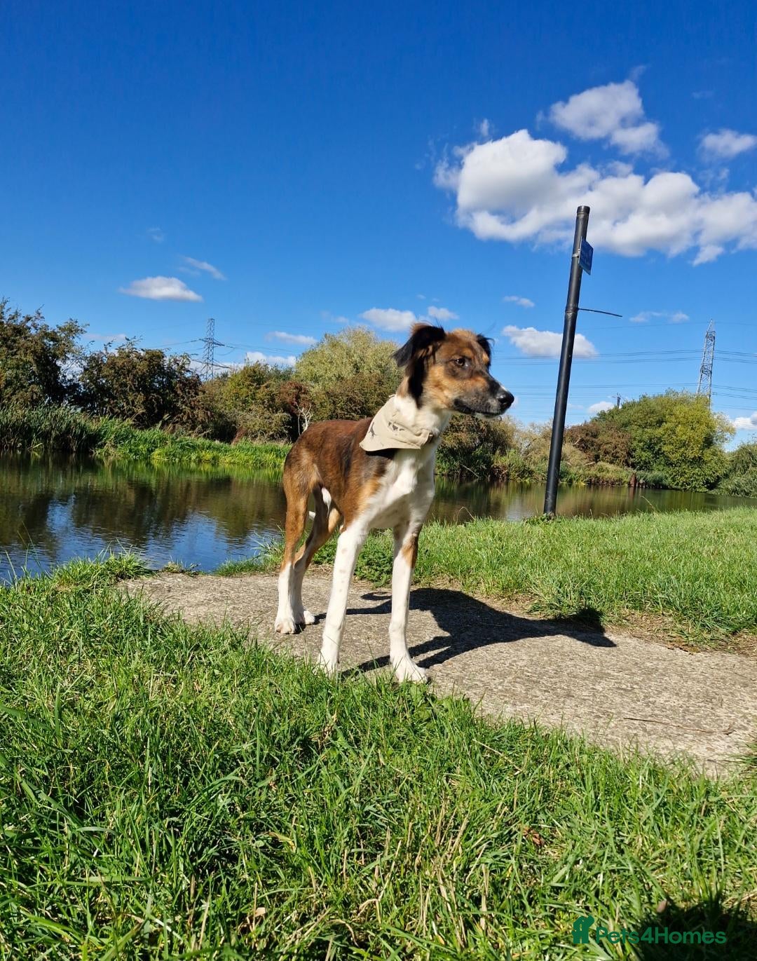 Mixed Breed dogs Loki – 18-Month-Old Saluki Cross Male Family Dog - Advert 3