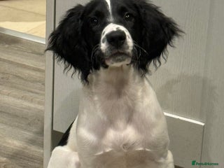 English Springer Spaniel dogs Springer spaniel - Advert 1