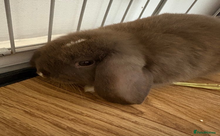 Mini Lop rabbits - Advert 2