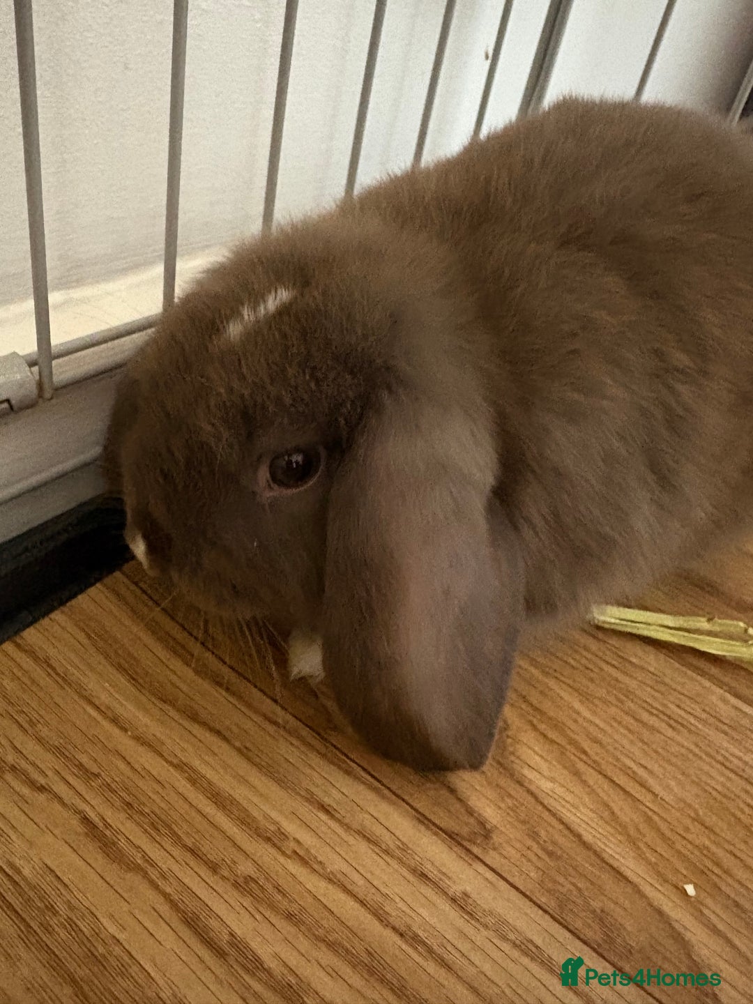 Mini Lop rabbits for sale: Chocolate brown mini lop bunny - Image 1