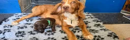 Cocker Spaniel dogs for sale: Cocker spaniel puppies kc registered  in Pulborough - Advert 10