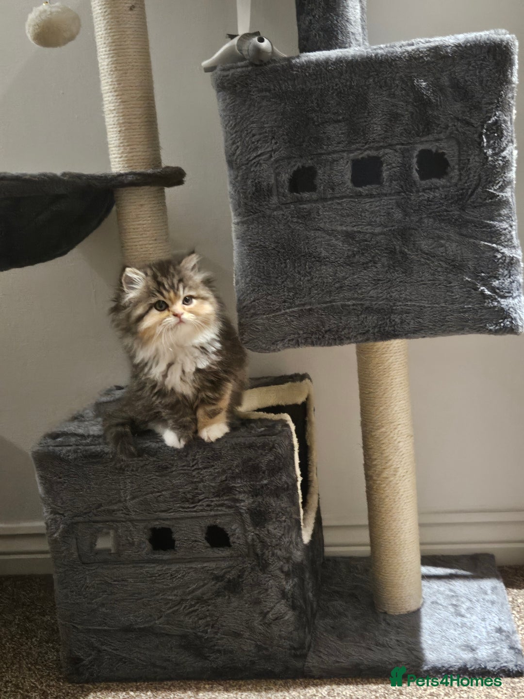 Persian cats for sale: Rare and Stunning Persian Girl  - Advert 14