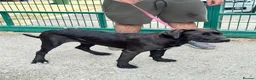Cane Corso dogs for sale: 1 male 1 female cane  in Romford - Advert 6