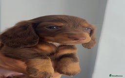 Dachshund dogs for sale: Long hair Dachshund  - Image 4