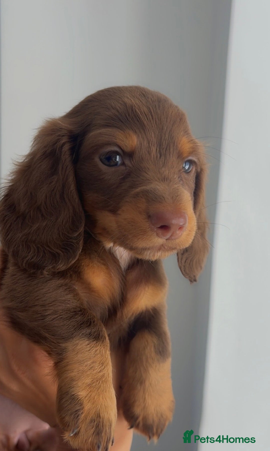 Dachshund dogs for sale: Long hair Dachshund  - Image 4