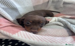 Dachshund dogs for sale: Dachshund puppies - Image 6