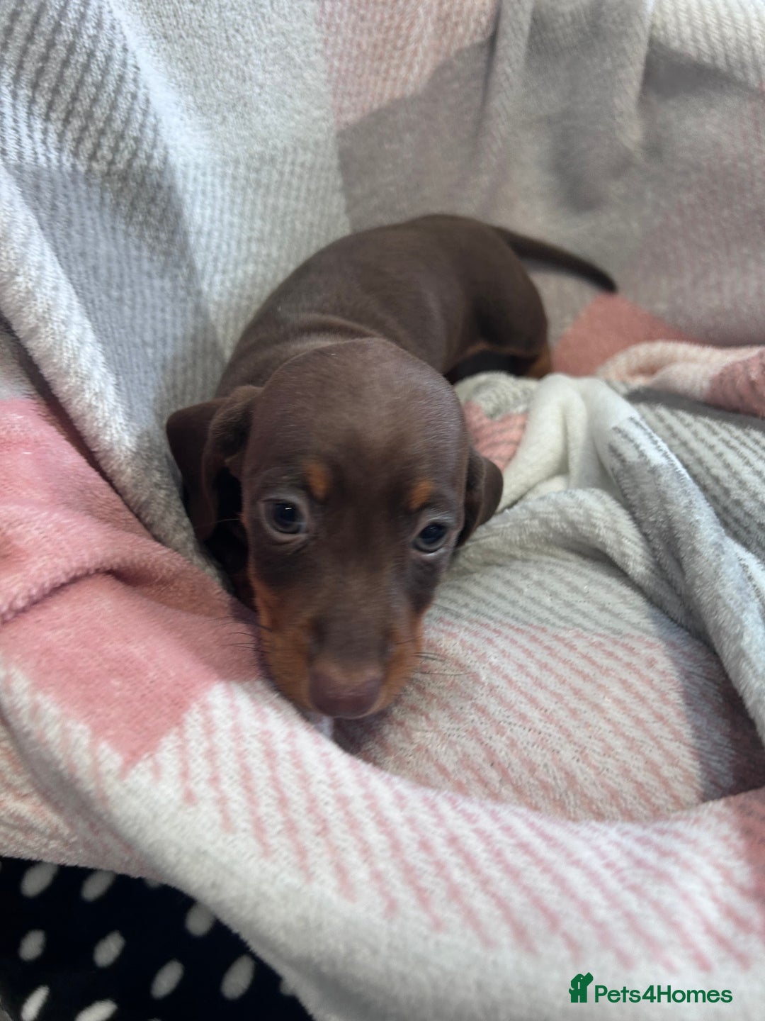 Dachshund dogs for sale: Dachshund puppies - Image 6