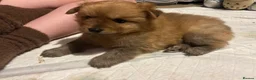 Pomchi dogs for sale: Teddy bear Pomeranian puppies - Advert 28