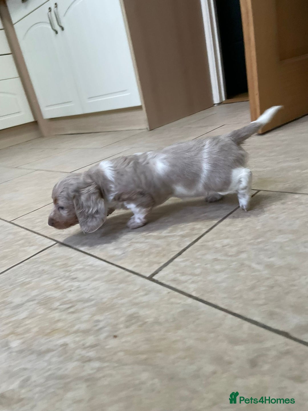 Miniature Dachshund dogs for sale: Long hair, Isabella and tan dapple / piebold  - Advert 13