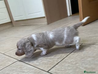 Miniature Dachshund dogs Long hair, Isabella and tan dapple / piebold - Advert 11