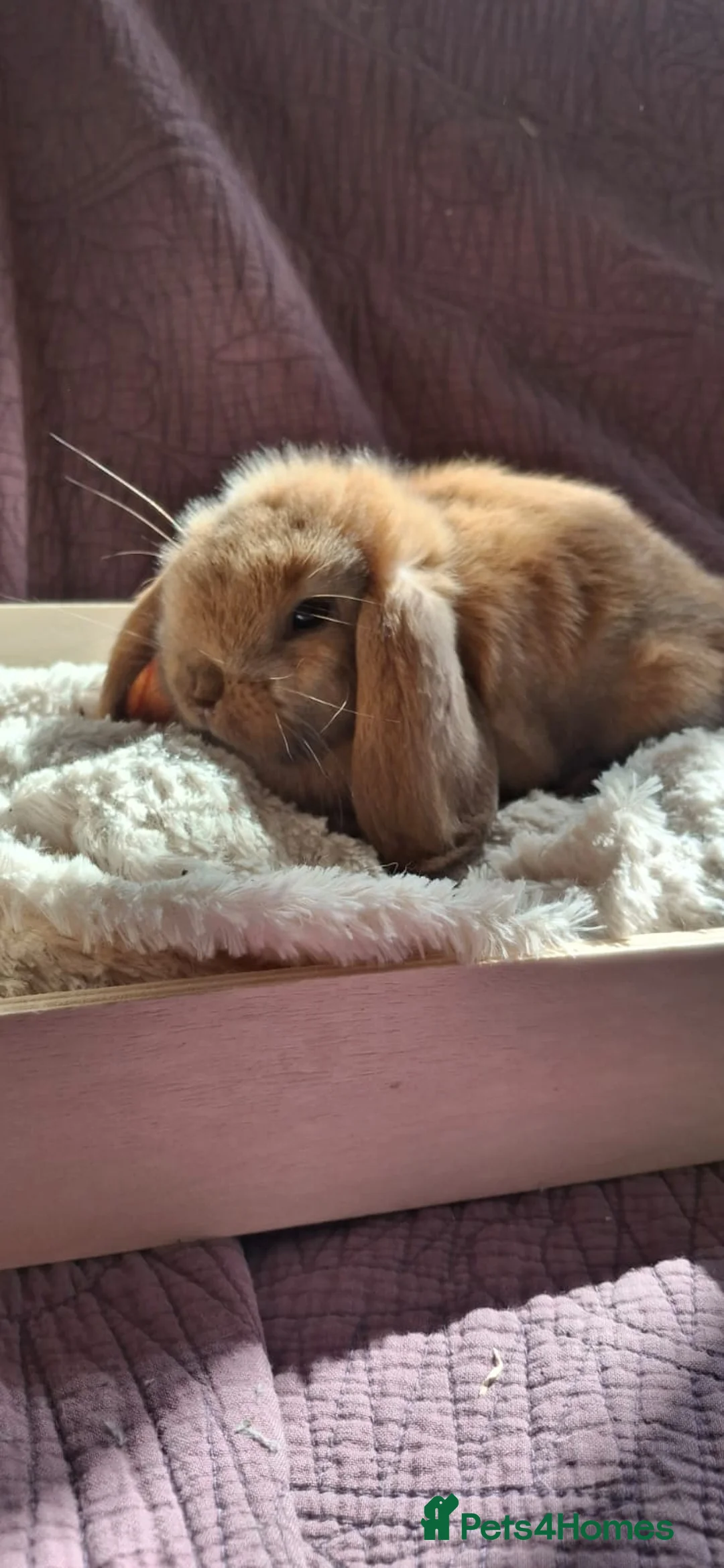 Mini Lop rabbits for sale: Two stunning mini lops for sale  - Advert 5