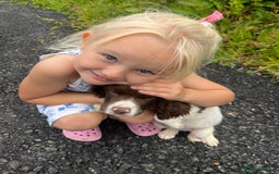 Sprocker dogs for sale: Beautiful Sprocker Puppies  - Image 1