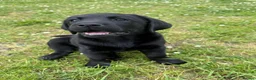 Labrador Retriever dogs for sale: 5* LICENCED LABRADOR BREEDER kc registered  - Advert 4