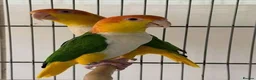 Parrots birds for sale: yellow thighed caiques in Sandown - Advert 1