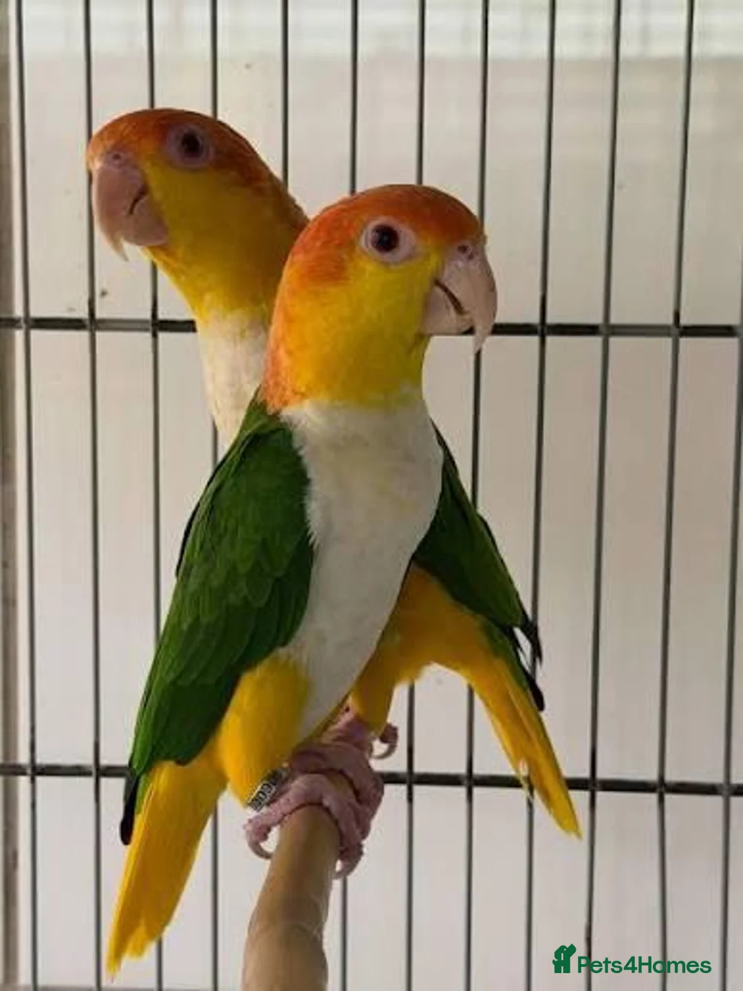 Parrots birds for sale: yellow thighed caiques in Sandown - Advert 1
