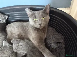 Russian Blue cats 5 cute Russian blue kittens - Advert 6