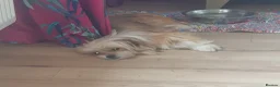 Mixed Breed dogs for adoption: Cherise 🩷 in Woodbridge - Advert 2
