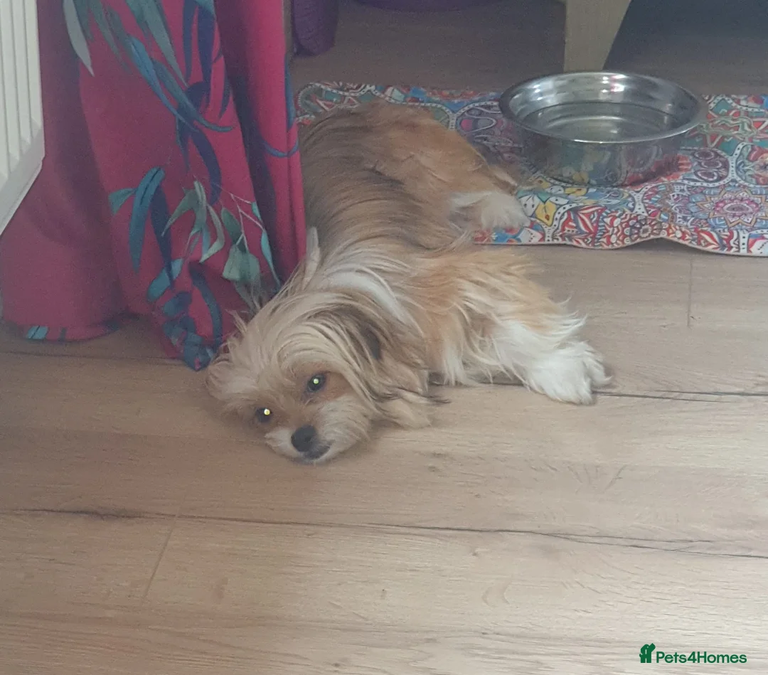 Mixed Breed dogs for adoption: Cherise 🩷 in Woodbridge - Advert 2