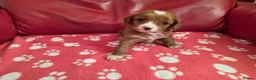 Cavapoo dogs for sale: F1 cavapoos  - Advert 17