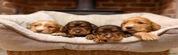 Cocker Spaniel dogs for sale: TOP CLASS KC COCKER SPANIELS  - Advert 6