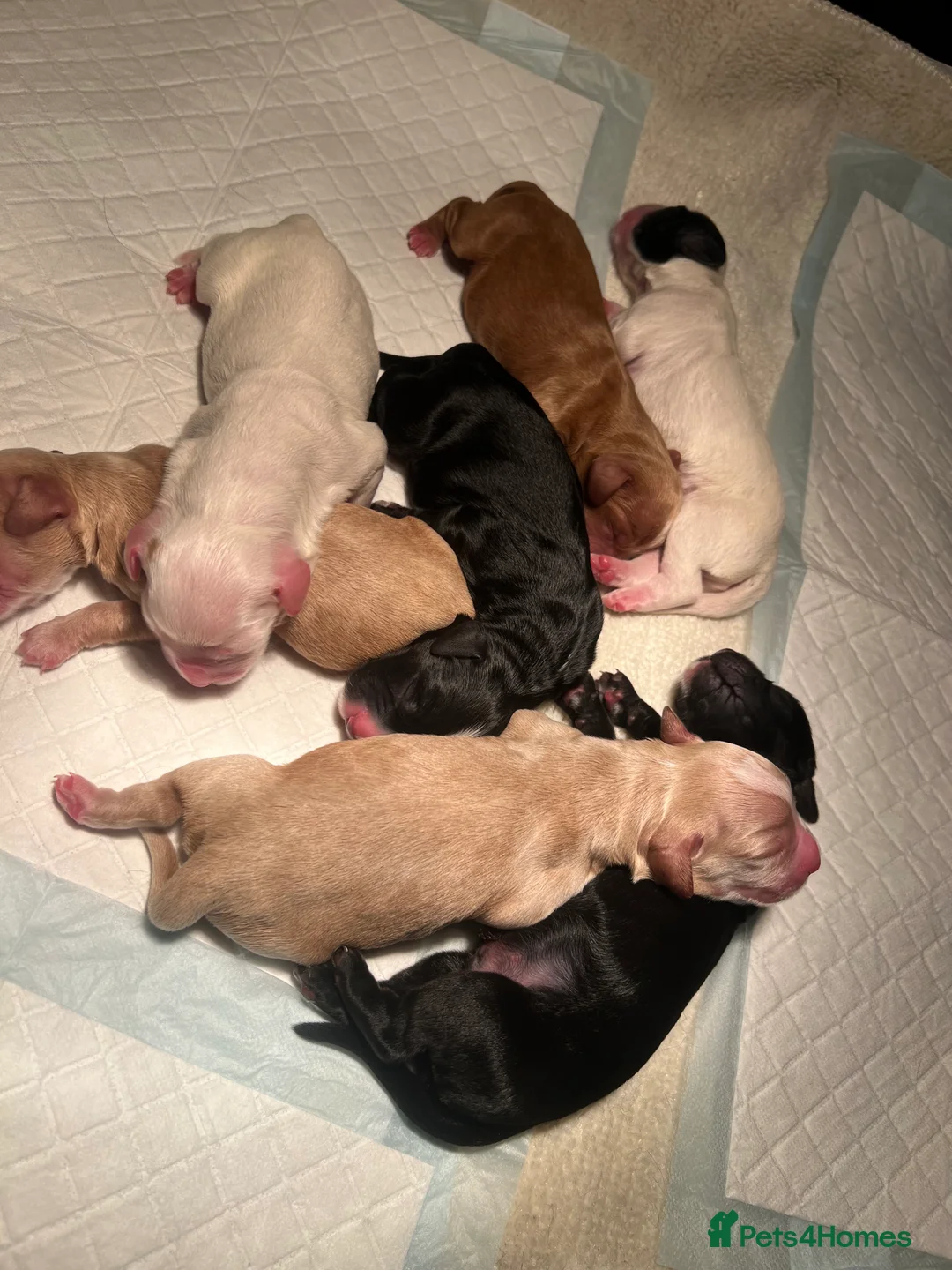 Cocker Spaniel dogs for sale: Working cocker spaniel puppies - Advert 5