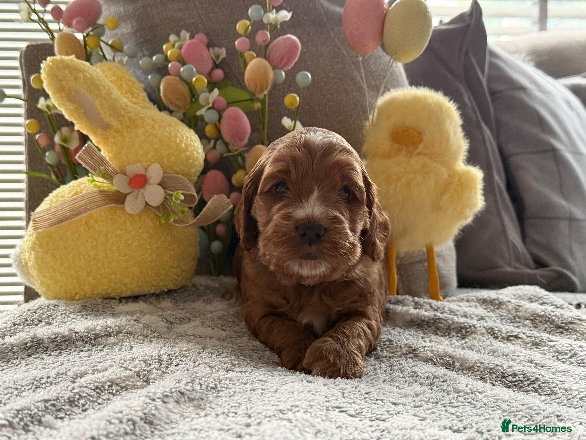 Cockapoo dogs F1 cockapoo puppies - Advert 5