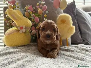 Cockapoo dogs F1 cockapoo puppies - Advert 5