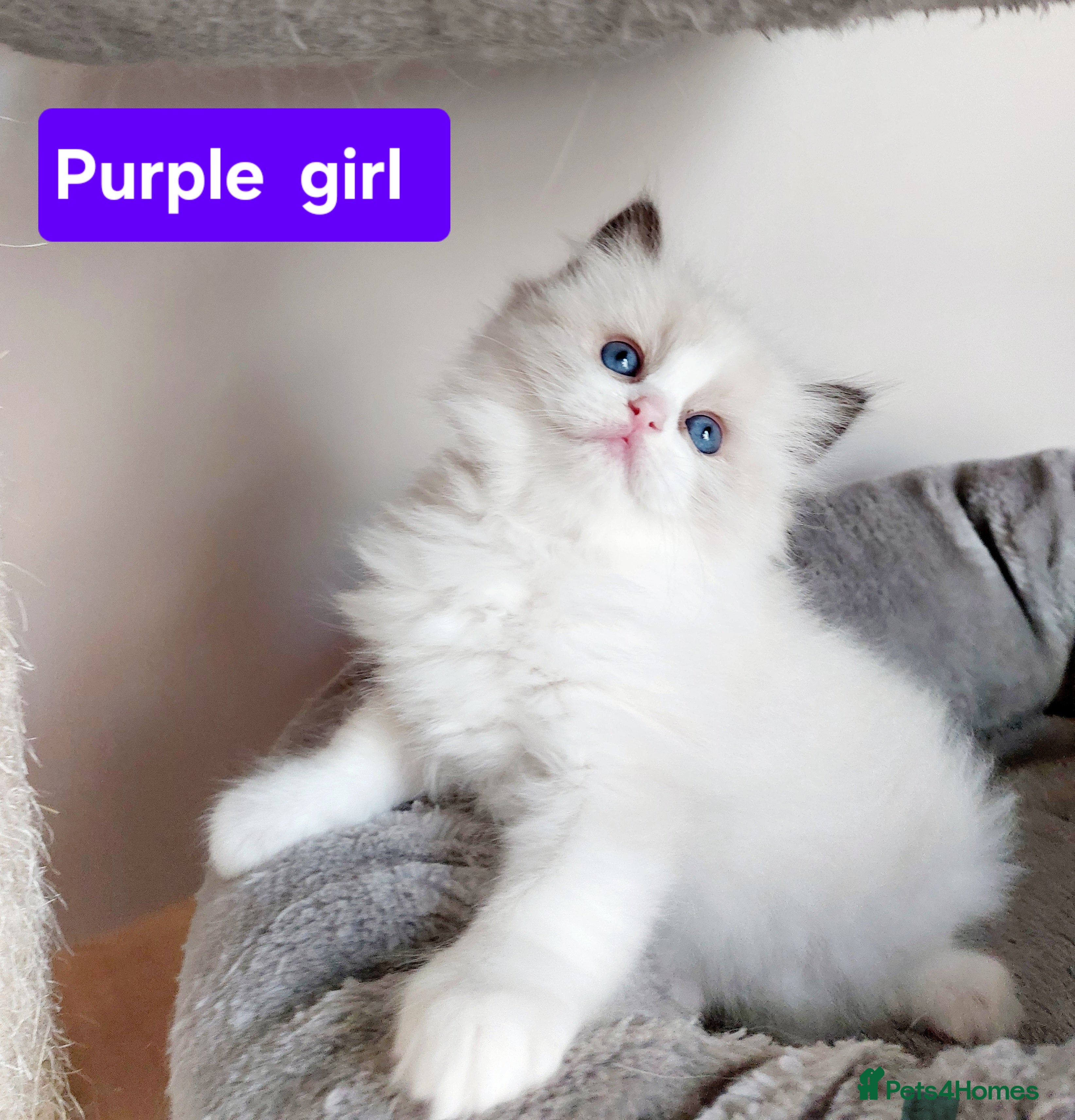 Ragdoll cats Beautiful Ragdoll  kittens raised with ❤️ - Advert 2