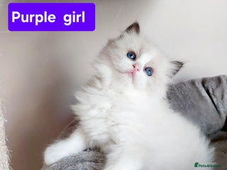 Ragdoll cats Beautiful Ragdoll kittens raised with ❤️ - Advert 15