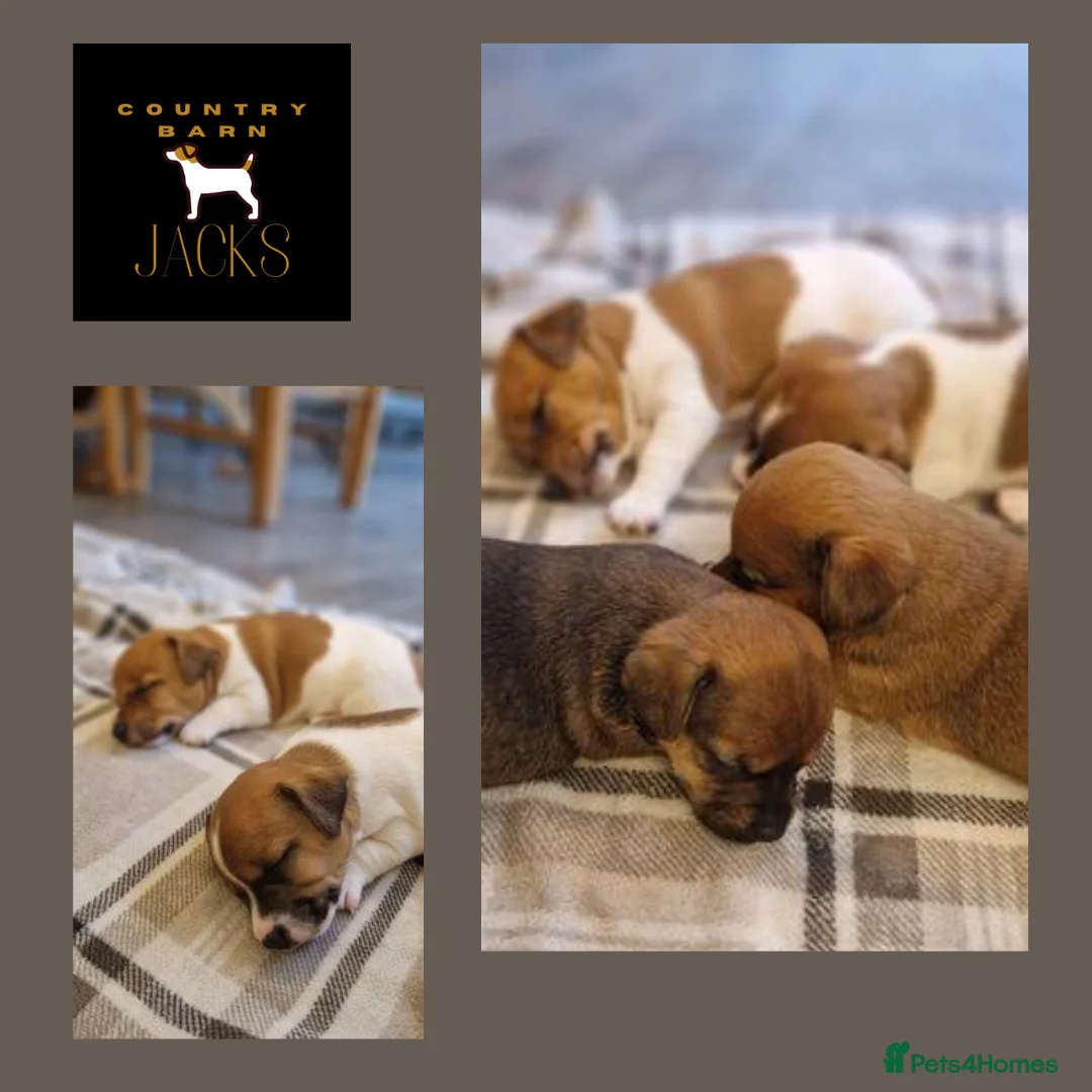 Jack Russell dogs for stud: Jack Russell Stud Blue & Tan in Hailsham - Advert 10